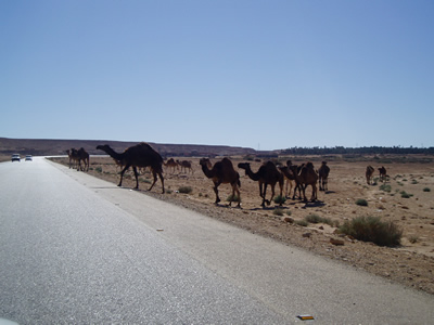 Driver Training - Libya